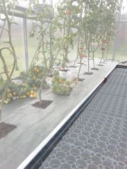 Bedding limitation for Greenhouses with 4 m length
