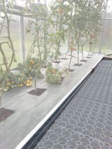Bedding limitation for Greenhouses with 6 m length