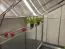 Shelf for the greenhouses, Measurements: 70 x 20 cm (l x w)